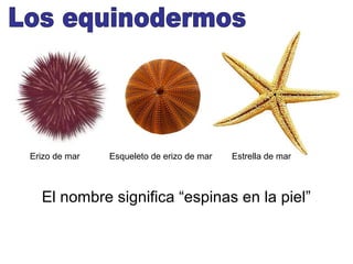Erizo de mar   Esqueleto de erizo de mar   Estrella de mar



  El nombre significa “espinas en la piel”
 
