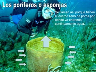 Se llaman así porque tienen
el cuerpo lleno de poros por
donde va entrando
continuamente agua.
 