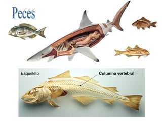 Esqueleto   Columna vertebral
 