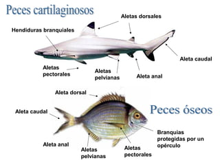 Aletas dorsales

Hendiduras branquiales




                                                                 Aleta caudal
           Aletas
                               Aletas
           pectorales                           Aleta anal
                               pelvianas

                Aleta dorsal


 Aleta caudal


                                                         Branquias
                                                         protegidas por un
           Aleta anal                                    opérculo
                         Aletas             Aletas
                         pelvianas          pectorales
 