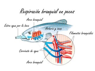 Respiración branquial en peces
                    Arco branquial
Entra agua por la boca
                                     Arteria y vena
                                                      Filamentos branquiales



             Corriente de agua

                   Arco branquial
 