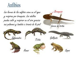 Las larvas de los anfibios viven en el agua        Branquias
y respiran por branquias. Los adultos
pueden salir y respirar en el aire gracias
sus pulmones y también a través de la piel     Larva de tritón


         Salamandra                           Gallipato
                                    Tritón


                       Ranas                                     Sapos
 