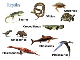 Quelonios

                                Ofidios
            Saurios

                Crocodilianos



      Dinosaurios

                           Ictiosaurios

Plesiosaurios
                                     Pterosaurios
 
