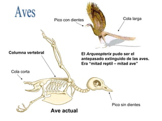 Pico con dientes                   Cola larga




Columna vertebral                  El Arqueopterix pudo ser el
                                   antepasado extinguido de las aves.
                                   Era “mitad reptil – mitad ave”

 Cola corta




                                                  Pico sin dientes
                    Ave actual
 