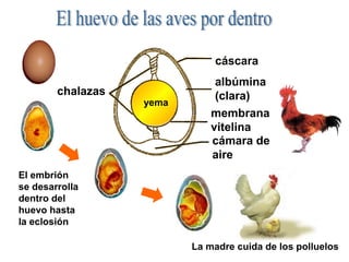 cáscara
                               albúmina
        chalazas               (clara)
                   yema
                              membrana
                              vitelina
                              cámara de
                              aire
El embrión
se desarrolla
dentro del
huevo hasta
la eclosión

                          La madre cuida de los polluelos
 