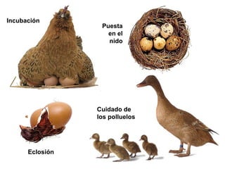 Incubación
                  Puesta
                    en el
                    nido




                 Cuidado de
                 los polluelos




      Eclosión
 