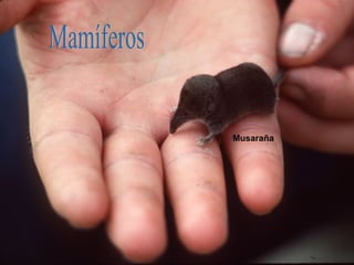 Musaraña
 