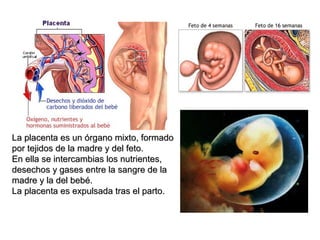 La placenta es un órgano mixto, formado
por tejidos de la madre y del feto.
En ella se intercambias los nutrientes,
desechos y gases entre la sangre de la
madre y la del bebé.
La placenta es expulsada tras el parto.
 