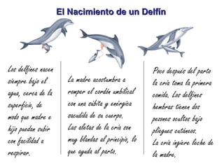 El Nacimiento de un Delfín




Los delfines nacen                                    Poco después del parto
siempre bajo el        La madre acostumbra a          la cría toma la primera
agua, cerca de la      romper el cordón umbilical     comida. Los delfines
superficie, de         con una súbita y enérgica      hembras tienen dos
modo que madre e       sacudida de su cuerpo.         pezones ocultos bajo
hijo puedan subir      Las aletas de la cría son      pliegues cutáneos.
con facilidad a        muy blandas al principio, lo   La cría ingiere leche de
respirar.              que ayuda al parto.            la madre.
 