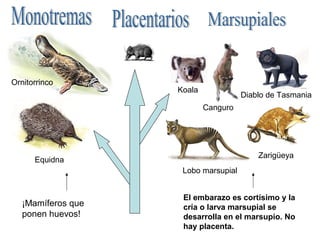 Ornitorrinco
                    Koala
                                      Diablo de Tasmania
                            Canguro




                                          Zarigüeya
      Equidna
                     Lobo marsupial


                     El embarazo es cortísimo y la
   ¡Mamíferos que    cría o larva marsupial se
   ponen huevos!     desarrolla en el marsupio. No
                     hay placenta.
 