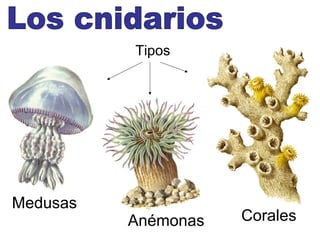 Tipos




Medusas
          Anémonas   Corales
 