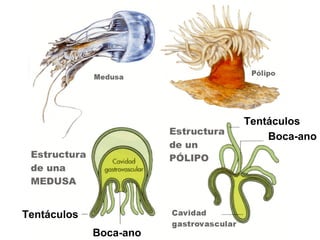 Tentáculos
                            Boca-ano




Tentáculos
             Boca-ano
 