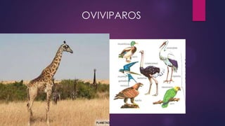 OVIVIPAROS

 