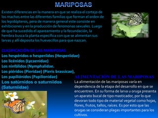 Existen diferencias en la manera en que se realiza el cortejo de
los machos entre las diferentes familias que forman el orden de
los lepidópteros, pero de manera general este consiste en
exhibiciones y en la producción de feromonas sexuales. Luego
de que ha sucedido el apareamiento y la fecundación, la
hembra busca la planta específica con que se alimentan sus
larvas y allí deposita los huevecillos para que nazcan.
ALIMENTACIÓN DE LAS MARIPOSAS
La alimentación de las mariposas varía en
dependencia de la etapa del desarrollo en que se
encuentren. En su forma de larva u oruga presenta
un aparato bucal de tipo masticador, por lo que
devoran todo tipo de material vegetal como hojas,
flores, frutos, tallos, raíces. Es por esto que las
orugas se consideran plagas importantes para los
cultivos.
CLASIFICACIÓN DE LAS MARIPOSAS
Los hespéridos o hesperíidos (Hesperiidae)
Los licénidos (Lycaenidae)
Los ninfálidos (Nymphalidae.
Los piéridos (Pieridae) (Pieris brassicae),
Los papiliónidos (Papilionidae)
Los satúrnidos o saturníidos
(Saturniidae)
 