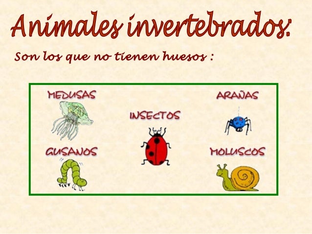 Resultado de imagen de invertebrados 2º primaria