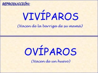 REPRODUCCIÓN:



         VIVÍPAROS
      (Nacen de la barriga de su mamá)




          OVÍPAROS
                (Nacen de un huevo)
 