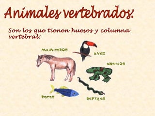 Son los que tienen huesos y columna
vertebral:
 