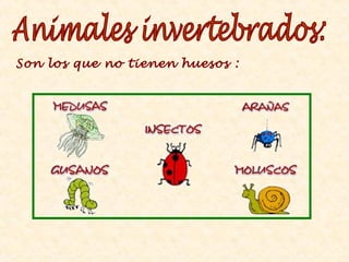 Son los que no tienen huesos :
 