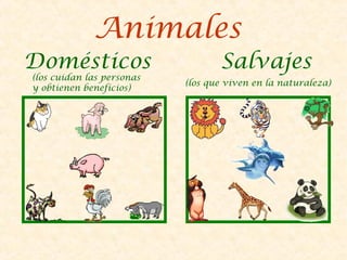 Animales
Domésticos Salvajes
(los cuidan las personas
(los que viven en la naturaleza)
y obtienen beneficios)