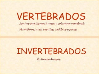 VERTEBRADOS
Son los que tienen huesos y columna vertebral:
Mamíferos, aves, reptiles, anfibios y peces.
INVERTEBRADOS
No tienen huesos.