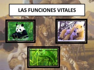 LAS FUNCIONES VITALES
 