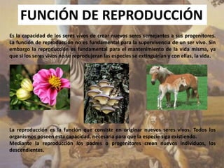 FUNCIÓN DE REPRODUCCIÓN
Es la capacidad de los seres vivos de crear nuevos seres semejantes a sus progenitores.
La función de reproducción no es fundamental para la supervivencia de un ser vivo. Sin
embargo la reproducción es fundamental para el mantenimiento de la vida misma, ya
que si los seres vivos no se reprodujeran las especies se extinguirían y con ellas, la vida.
La reproducción es la función que consiste en originar nuevos seres vivos. Todos los
organismos poseen esta capacidad, necesaria para que la especie siga existiendo.
Mediante la reproducción los padres o progenitores crean nuevos individuos, los
descendientes.
 