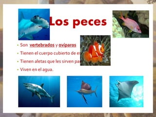 Los peces
• Son vertebrados y ovíparos
• Tienen el cuerpo cubierto de escamas.
• Tienen aletas que les sirven para nadar.
• Viven en el agua.
 