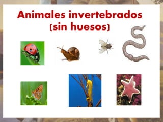 Animales invertebrados
(sin huesos)
 