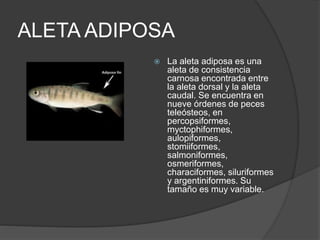 ALETA ADIPOSA
 La aleta adiposa es una
aleta de consistencia
carnosa encontrada entre
la aleta dorsal y la aleta
caudal. Se encuentra en
nueve órdenes de peces
teleósteos, en
percopsiformes,
myctophiformes,
aulopiformes,
stomiiformes,
salmoniformes,
osmeriformes,
characiformes, siluriformes
y argentiniformes. Su
tamaño es muy variable.
 