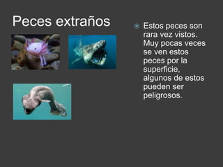 Peces extraños  Estos peces son
rara vez vistos.
Muy pocas veces
se ven estos
peces por la
superficie,
algunos de estos
pueden ser
peligrosos.
 