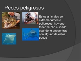 Peces peligrosos
Estos animales son
extremadamente
peligrosos, hay que
tener mucho cuidado
cuando te encuentras
con alguno de estos
peces
 