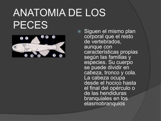 ANATOMIA DE LOS
PECES  Siguen el mismo plan
corporal que el resto
de vertebrados,
aunque con
características propias
según las familias y
especies. Su cuerpo
se puede dividir en
cabeza, tronco y cola.
La cabeza ocupa
desde el hocico hasta
el final del opérculo o
de las hendiduras
branquiales en los
elasmobranquios
 