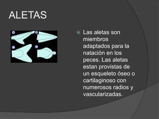 ALETAS
 Las aletas son
miembros
adaptados para la
natación en los
peces. Las aletas
estan provistas de
un esqueleto óseo o
cartilaginoso con
numerosos radios y
vascularizadas.
 