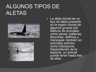 ALGUNOS TIPOS DE
ALETAS
 La aleta dorsal es un
tipo de aleta presente
en la región dorsal de
algunos grupos poli
fileticos de animales
como peces, ballenas,
tiburones, delfines y
marsopas; también en
animales extintos
como ictiosauros.
Dependiendo de la
especie, un animal
puede tener hasta tres
de ellas
 