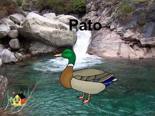 Pato