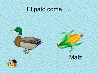 El pato come….. Maíz