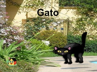 Gato