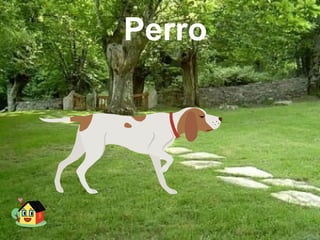 Perro