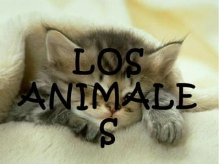 LOS
ANIMALE
S

 