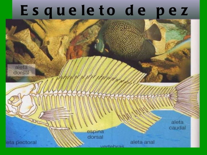 Los Peces Respiran Bajo El Agua Gracias A Ellas