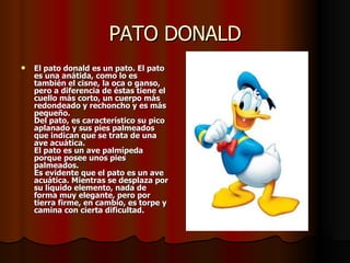 PATO DONALD El pato donald es un pato. El pato  es una anátida, como lo es también el cisne, la oca o ganso, pero a diferencia de éstas tiene el cuello más corto, un cuerpo más redondeado y rechoncho y es más pequeño.  Del pato, es característico su pico aplanado y sus pies palmeados que indican que se trata de una ave acuática. El pato es un ave palmípeda porque posee unos pies palmeados. Es evidente que el pato es un ave acuática. Mientras se desplaza por su líquido elemento, nada de forma muy elegante, pero por tierra firme, en cambio, es torpe y camina con cierta dificultad.  