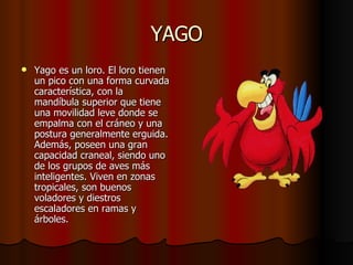 YAGO Yago es un loro. El loro  tienen un pico con una forma curvada característica, con la mandíbula superior que tiene una movilidad leve donde se empalma con el cráneo y una postura generalmente erguida. Además, poseen una gran capacidad craneal, siendo uno de los grupos de aves más inteligentes. Viven en zonas tropicales, son buenos voladores y diestros escaladores en ramas y árboles.  