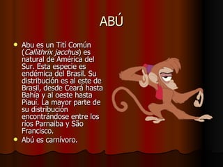 ABÚ Abu es un Tití Común ( Callithrix jacchus ) es natural de América del Sur. Esta especie es endémica del Brasil. Su distribución es al este de Brasil, desde Ceará hasta Bahía y al oeste hasta Piauí. La mayor parte de su distribución encontrándose entre los ríos Parnaiba y São Francisco.  Abú es carnívoro. 