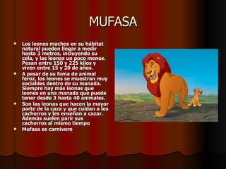 MUFASA Los leones machos en su hábitat natural pueden llegar a medir hasta 3 metros, incluyendo su cola, y las leonas un poco menos. Pesan entre 150 y 225 kilos y viven entre 15 y 20 de años.  A pesar de su fama de animal feroz, los leones se muestran muy sociables dentro de su manada. Siempre hay más leonas que leones en una manada que puede tener desde 3 hasta 40 animales.  Son las leonas que hacen la mayor parte de la caza y que cuidan a los cachorros y les enseñan a cazar.  Además suelen parir sus cachorros al mismo tiempo Mufasa es carnívoro 