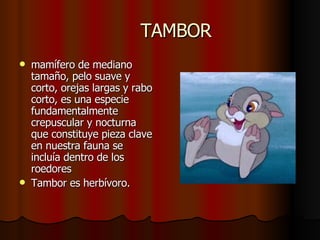 TAMBOR mamífero de mediano tamaño, pelo suave y corto, orejas largas y rabo corto, es una especie fundamentalmente crepuscular y nocturna que constituye pieza clave en nuestra fauna se incluía dentro de los roedores  Tambor es herbívoro. 