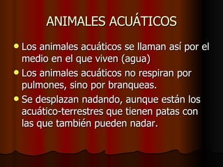 ANIMALES ACUÁTICOS Los animales acuáticos se llaman así por el medio en el que viven (agua) Los animales acuáticos no respiran por pulmones, sino por branqueas. Se desplazan nadando, aunque están los  acuático-terrestres que tienen patas con las que también pueden nadar. 