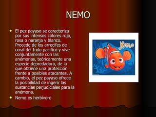 NEMO El pez payaso se caracteriza por sus intensos colores rojo, rosa o naranja y blanco. Procede de los arrecifes de coral del Indo pacifico y vive conjuntamente con las anémonas, teóricamente una especie depredadora, de la que obtiene una protección frente a posibles atacantes. A cambio, el pez payaso ofrece la posibilidad de ingerir las sustancias perjudiciales para la anémona.  Nemo es herbívoro 