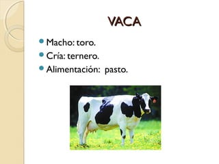 VACA
Macho: toro.
Cría: ternero.
Alimentación:    pasto.
 
