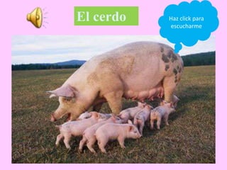 El cerdo Haz click para
escucharme
 