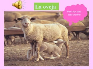 La oveja
Haz click para
escucharme
 